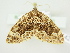  ( - BC ZSM Lep 76560)  @12 [ ] CreativeCommons - Attribution Non-Commercial Share-Alike (2013) Axel Hausmann/Bavarian State Collection of Zoology (ZSM) SNSB, Zoologische Staatssammlung Muenchen
