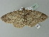  ( - BC ZSM Lep 77341)  @13 [ ] CreativeCommons - Attribution Non-Commercial Share-Alike (2013) Axel Hausmann/Bavarian State Collection of Zoology (ZSM) SNSB, Zoologische Staatssammlung Muenchen