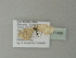  ( - BC ZSM Lep 77488)  @12 [ ] CreativeCommons - Attribution Non-Commercial Share-Alike (2013) Axel Hausmann/Bavarian State Collection of Zoology (ZSM) SNSB, Zoologische Staatssammlung Muenchen
