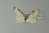  ( - BC ZSM Lep 77541)  @13 [ ] CreativeCommons - Attribution Non-Commercial Share-Alike (2013) Axel Hausmann/Bavarian State Collection of Zoology (ZSM) SNSB, Zoologische Staatssammlung Muenchen