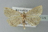  ( - BC ZSM Lep 77576)  @13 [ ] CreativeCommons - Attribution Non-Commercial Share-Alike (2013) Axel Hausmann/Bavarian State Collection of Zoology (ZSM) SNSB, Zoologische Staatssammlung Muenchen