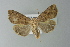  ( - BC ZSM Lep 77578)  @13 [ ] CreativeCommons - Attribution Non-Commercial Share-Alike (2013) Axel Hausmann/Bavarian State Collection of Zoology (ZSM) SNSB, Zoologische Staatssammlung Muenchen