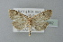  ( - BC ZSM Lep 77582)  @14 [ ] CreativeCommons - Attribution Non-Commercial Share-Alike (2013) Axel Hausmann/Bavarian State Collection of Zoology (ZSM) SNSB, Zoologische Staatssammlung Muenchen