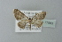  ( - BC ZSM Lep 77583)  @13 [ ] CreativeCommons - Attribution Non-Commercial Share-Alike (2013) Axel Hausmann/Bavarian State Collection of Zoology (ZSM) SNSB, Zoologische Staatssammlung Muenchen