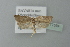  ( - BC ZSM Lep 77594)  @13 [ ] CreativeCommons - Attribution Non-Commercial Share-Alike (2013) Axel Hausmann/Bavarian State Collection of Zoology (ZSM) SNSB, Zoologische Staatssammlung Muenchen