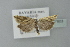  ( - BC ZSM Lep 77603)  @13 [ ] CreativeCommons - Attribution Non-Commercial Share-Alike (2013) Axel Hausmann/Bavarian State Collection of Zoology (ZSM) SNSB, Zoologische Staatssammlung Muenchen