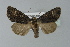  ( - BC ZSM Lep 77610)  @13 [ ] CreativeCommons - Attribution Non-Commercial Share-Alike (2013) Axel Hausmann/Bavarian State Collection of Zoology (ZSM) SNSB, Zoologische Staatssammlung Muenchen