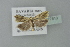  ( - BC ZSM Lep 77613)  @12 [ ] CreativeCommons - Attribution Non-Commercial Share-Alike (2013) Axel Hausmann/Bavarian State Collection of Zoology (ZSM) SNSB, Zoologische Staatssammlung Muenchen