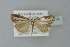  ( - BC ZSM Lep 77614)  @13 [ ] CreativeCommons - Attribution Non-Commercial Share-Alike (2013) Axel Hausmann/Bavarian State Collection of Zoology (ZSM) SNSB, Zoologische Staatssammlung Muenchen