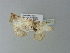  ( - BC ZSM Lep 77667)  @13 [ ] CreativeCommons - Attribution Non-Commercial Share-Alike (2013) Axel Hausmann/Bavarian State Collection of Zoology (ZSM) SNSB, Zoologische Staatssammlung Muenchen