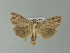  ( - BC ZSM Lep 77684)  @13 [ ] CreativeCommons - Attribution Non-Commercial Share-Alike (2013) Axel Hausmann/Bavarian State Collection of Zoology (ZSM) SNSB, Zoologische Staatssammlung Muenchen