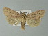  ( - BC ZSM Lep 77685)  @13 [ ] CreativeCommons - Attribution Non-Commercial Share-Alike (2013) Axel Hausmann/Bavarian State Collection of Zoology (ZSM) SNSB, Zoologische Staatssammlung Muenchen