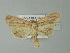  ( - BC ZSM Lep 77687)  @13 [ ] CreativeCommons - Attribution Non-Commercial Share-Alike (2013) Axel Hausmann/Bavarian State Collection of Zoology (ZSM) SNSB, Zoologische Staatssammlung Muenchen