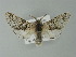  ( - BC ZSM Lep 77692)  @12 [ ] CreativeCommons - Attribution Non-Commercial Share-Alike (2013) Axel Hausmann/Bavarian State Collection of Zoology (ZSM) SNSB, Zoologische Staatssammlung Muenchen