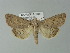  ( - BC ZSM Lep 77693)  @11 [ ] CreativeCommons - Attribution Non-Commercial Share-Alike (2013) Axel Hausmann/Bavarian State Collection of Zoology (ZSM) SNSB, Zoologische Staatssammlung Muenchen