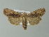  ( - BC ZSM Lep 77698)  @13 [ ] CreativeCommons - Attribution Non-Commercial Share-Alike (2013) Axel Hausmann/Bavarian State Collection of Zoology (ZSM) SNSB, Zoologische Staatssammlung Muenchen