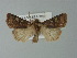  ( - BC ZSM Lep 77701)  @13 [ ] CreativeCommons - Attribution Non-Commercial Share-Alike (2013) Axel Hausmann/Bavarian State Collection of Zoology (ZSM) SNSB, Zoologische Staatssammlung Muenchen