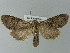  ( - BC ZSM Lep 77704)  @14 [ ] CreativeCommons - Attribution Non-Commercial Share-Alike (2013) Axel Hausmann/Bavarian State Collection of Zoology (ZSM) SNSB, Zoologische Staatssammlung Muenchen