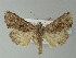  ( - BC ZSM Lep 77720)  @13 [ ] CreativeCommons - Attribution Non-Commercial Share-Alike (2013) Axel Hausmann/Bavarian State Collection of Zoology (ZSM) SNSB, Zoologische Staatssammlung Muenchen