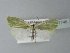  ( - BC ZSM Lep 77746)  @13 [ ] CreativeCommons - Attribution Non-Commercial Share-Alike (2013) Axel Hausmann/Bavarian State Collection of Zoology (ZSM) SNSB, Zoologische Staatssammlung Muenchen
