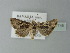  ( - BC ZSM Lep 77748)  @13 [ ] CreativeCommons - Attribution Non-Commercial Share-Alike (2013) Axel Hausmann/Bavarian State Collection of Zoology (ZSM) SNSB, Zoologische Staatssammlung Muenchen