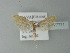  ( - BC ZSM Lep 77771)  @13 [ ] CreativeCommons - Attribution Non-Commercial Share-Alike (2013) Axel Hausmann/Bavarian State Collection of Zoology (ZSM) SNSB, Zoologische Staatssammlung Muenchen