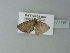  ( - BC ZSM Lep 77797)  @12 [ ] CreativeCommons - Attribution Non-Commercial Share-Alike (2013) Axel Hausmann/Bavarian State Collection of Zoology (ZSM) SNSB, Zoologische Staatssammlung Muenchen