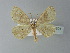  ( - BC ZSM Lep 77801)  @11 [ ] CreativeCommons - Attribution Non-Commercial Share-Alike (2013) Axel Hausmann/Bavarian State Collection of Zoology (ZSM) SNSB, Zoologische Staatssammlung Muenchen