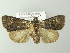  ( - BC ZSM Lep 78103)  @13 [ ] CreativeCommons - Attribution Non-Commercial Share-Alike (2013) Axel Hausmann/Bavarian State Collection of Zoology (ZSM) SNSB, Zoologische Staatssammlung Muenchen