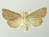  ( - BC ZSM Lep 78114)  @11 [ ] CreativeCommons - Attribution Non-Commercial Share-Alike (2013) Axel Hausmann/Bavarian State Collection of Zoology (ZSM) SNSB, Zoologische Staatssammlung Muenchen