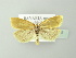  ( - BC ZSM Lep 78125)  @14 [ ] CreativeCommons - Attribution Non-Commercial Share-Alike (2013) Axel Hausmann/Bavarian State Collection of Zoology (ZSM) SNSB, Zoologische Staatssammlung Muenchen