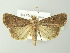  ( - BC ZSM Lep 78126)  @14 [ ] CreativeCommons - Attribution Non-Commercial Share-Alike (2013) Axel Hausmann/Bavarian State Collection of Zoology (ZSM) SNSB, Zoologische Staatssammlung Muenchen