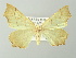  ( - BC ZSM Lep 78154)  @14 [ ] CreativeCommons - Attribution Non-Commercial Share-Alike (2013) Axel Hausmann/Bavarian State Collection of Zoology (ZSM) SNSB, Zoologische Staatssammlung Muenchen