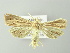  ( - BC ZSM Lep 78155)  @11 [ ] CreativeCommons - Attribution Non-Commercial Share-Alike (2013) Axel Hausmann/Bavarian State Collection of Zoology (ZSM) SNSB, Zoologische Staatssammlung Muenchen