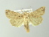 (Leucania comma - BC ZSM Lep 78188)  @14 [ ] CreativeCommons - Attribution Non-Commercial Share-Alike (2013) Axel Hausmann/Bavarian State Collection of Zoology (ZSM) SNSB, Zoologische Staatssammlung Muenchen