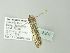  ( - BC ZSM Lep 78208)  @13 [ ] CreativeCommons - Attribution Non-Commercial Share-Alike (2013) Axel Hausmann/Bavarian State Collection of Zoology (ZSM) SNSB, Zoologische Staatssammlung Muenchen