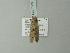  ( - BC ZSM Lep 78591)  @12 [ ] CreativeCommons - Attribution Non-Commercial Share-Alike (2013) Axel Hausmann/Bavarian State Collection of Zoology (ZSM) SNSB, Zoologische Staatssammlung Muenchen