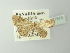  ( - BC ZSM Lep 77913)  @13 [ ] CreativeCommons - Attribution Non-Commercial Share-Alike (2014) Axel Hausmann/Bavarian State Collection of Zoology (ZSM) SNSB, Zoologische Staatssammlung Muenchen