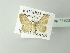  ( - BC ZSM Lep 77923)  @12 [ ] CreativeCommons - Attribution Non-Commercial Share-Alike (2014) Axel Hausmann/Bavarian State Collection of Zoology (ZSM) SNSB, Zoologische Staatssammlung Muenchen