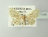  (Eupithecia selinata - BC ZSM Lep 77926)  @14 [ ] CreativeCommons - Attribution Non-Commercial Share-Alike (2014) Axel Hausmann/Bavarian State Collection of Zoology (ZSM) SNSB, Zoologische Staatssammlung Muenchen