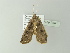  ( - BC ZSM Lep 77941)  @13 [ ] CreativeCommons - Attribution Non-Commercial Share-Alike (2014) Axel Hausmann/Bavarian State Collection of Zoology (ZSM) SNSB, Zoologische Staatssammlung Muenchen