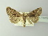  ( - BC ZSM Lep 77976)  @13 [ ] CreativeCommons - Attribution Non-Commercial Share-Alike (2014) Axel Hausmann/Bavarian State Collection of Zoology (ZSM) SNSB, Zoologische Staatssammlung Muenchen