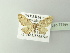 ( - BC ZSM Lep 77997)  @13 [ ] CreativeCommons - Attribution Non-Commercial Share-Alike (2014) Axel Hausmann/Bavarian State Collection of Zoology (ZSM) SNSB, Zoologische Staatssammlung Muenchen