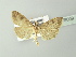  ( - BC ZSM Lep 78009)  @14 [ ] CreativeCommons - Attribution Non-Commercial Share-Alike (2014) Axel Hausmann/Bavarian State Collection of Zoology (ZSM) SNSB, Zoologische Staatssammlung Muenchen