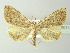  ( - BC ZSM Lep 78011)  @13 [ ] CreativeCommons - Attribution Non-Commercial Share-Alike (2014) Axel Hausmann/Bavarian State Collection of Zoology (ZSM) SNSB, Zoologische Staatssammlung Muenchen