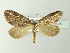  ( - BC ZSM Lep 78028)  @14 [ ] CreativeCommons - Attribution Non-Commercial Share-Alike (2014) Axel Hausmann/Bavarian State Collection of Zoology (ZSM) SNSB, Zoologische Staatssammlung Muenchen