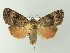  ( - BC ZSM Lep 78033)  @14 [ ] CreativeCommons - Attribution Non-Commercial Share-Alike (2014) Axel Hausmann/Bavarian State Collection of Zoology (ZSM) SNSB, Zoologische Staatssammlung Muenchen