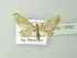  ( - BC ZSM Lep 78062)  @13 [ ] CreativeCommons - Attribution Non-Commercial Share-Alike (2014) Axel Hausmann/Bavarian State Collection of Zoology (ZSM) SNSB, Zoologische Staatssammlung Muenchen
