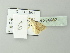  ( - BC ZSM Lep 78082)  @12 [ ] CreativeCommons - Attribution Non-Commercial Share-Alike (2014) Axel Hausmann/Bavarian State Collection of Zoology (ZSM) SNSB, Zoologische Staatssammlung Muenchen
