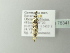  ( - BC ZSM Lep 78341)  @12 [ ] CreativeCommons - Attribution Non-Commercial Share-Alike (2014) Axel Hausmann/Bavarian State Collection of Zoology (ZSM) SNSB, Zoologische Staatssammlung Muenchen